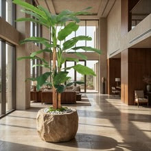 Tropical Banana Tree in Black Pot