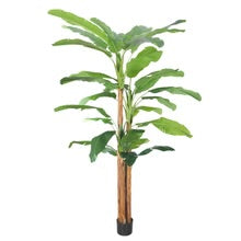 Tropical Banana Tree in Black Pot