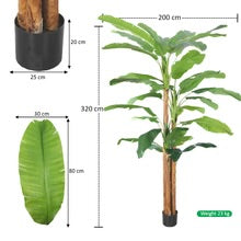 Tropical Banana Tree in Black Pot