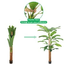 Tropical Banana Tree in Black Pot