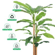 Tropical Banana Tree in Black Pot