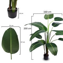 Artificial Banana Plant 2m High