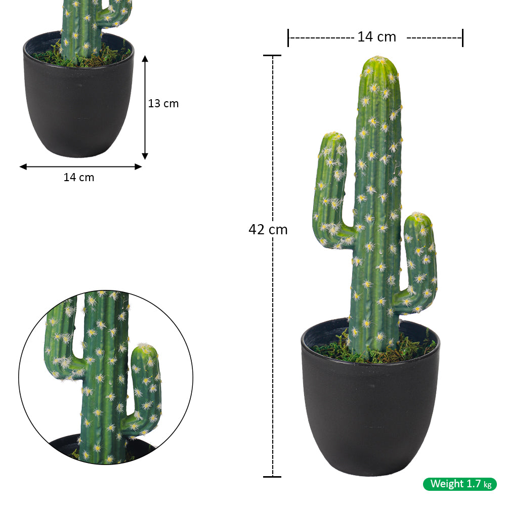 نبتة صبار مع أصيص