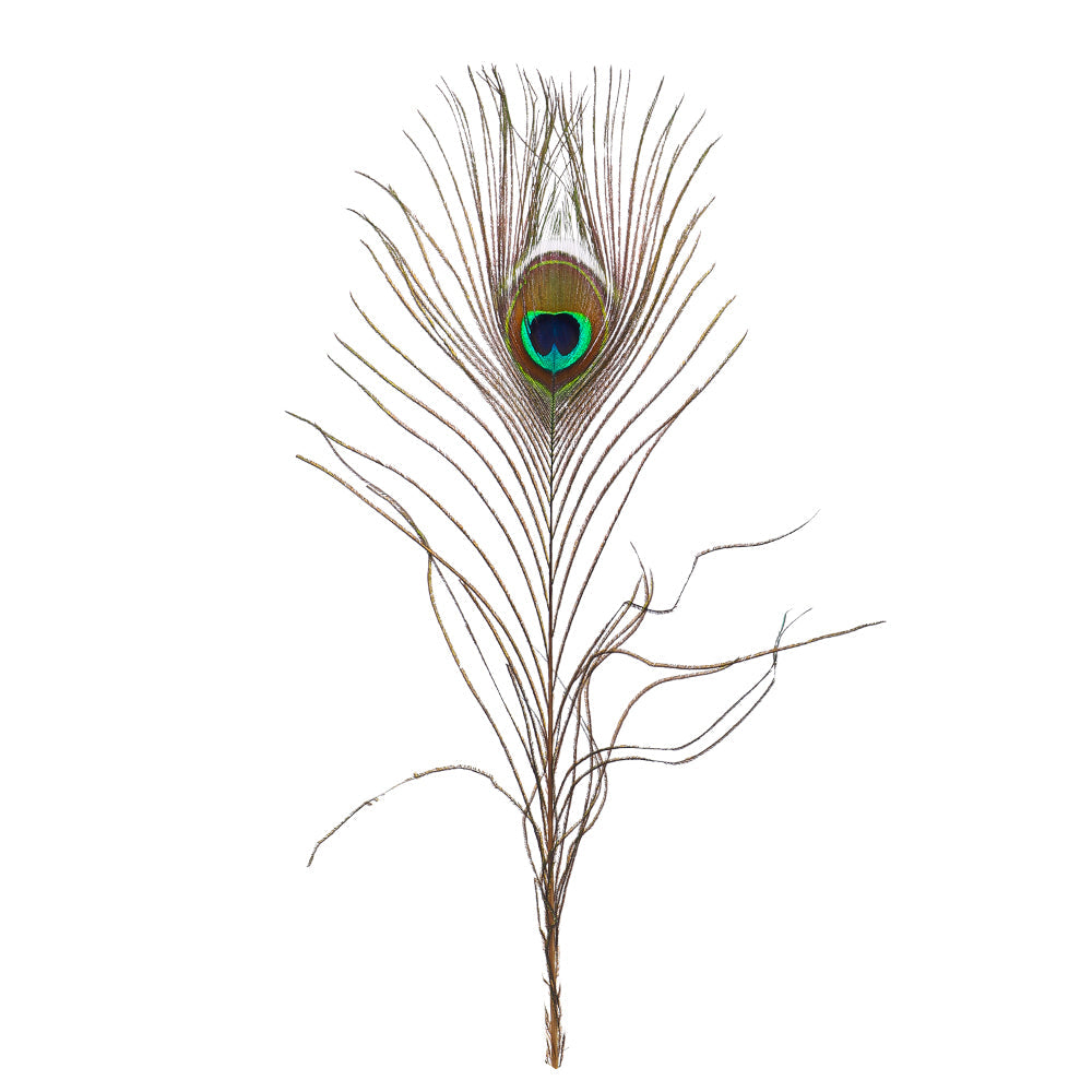 Natural Decorative Peacock Feather