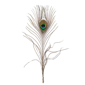 Natural Decorative Peacock Feather