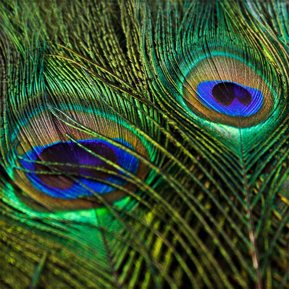 Natural Decorative Peacock Feather