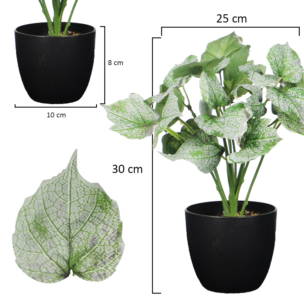 نبتة سينجونيوم خضراء صغيرة في أصيص