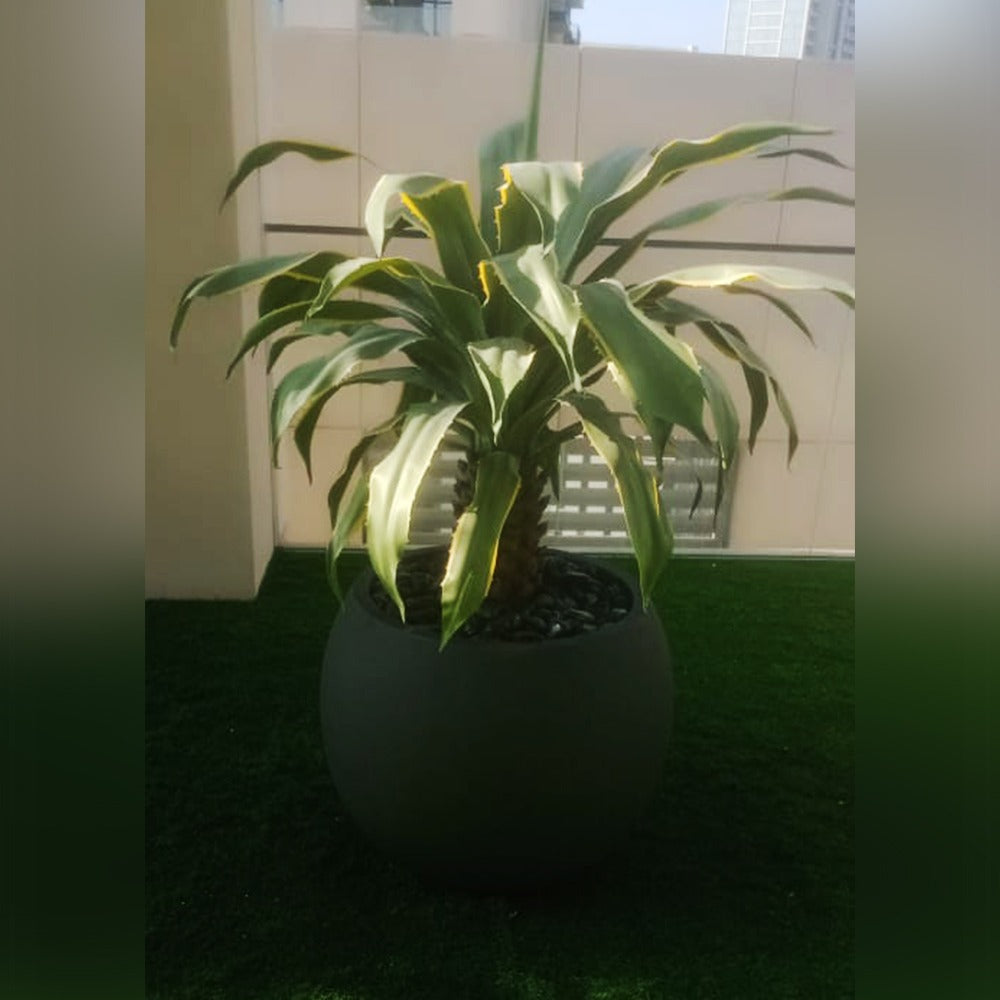 تنسيق صناعي من الزيتون والموز والصبار