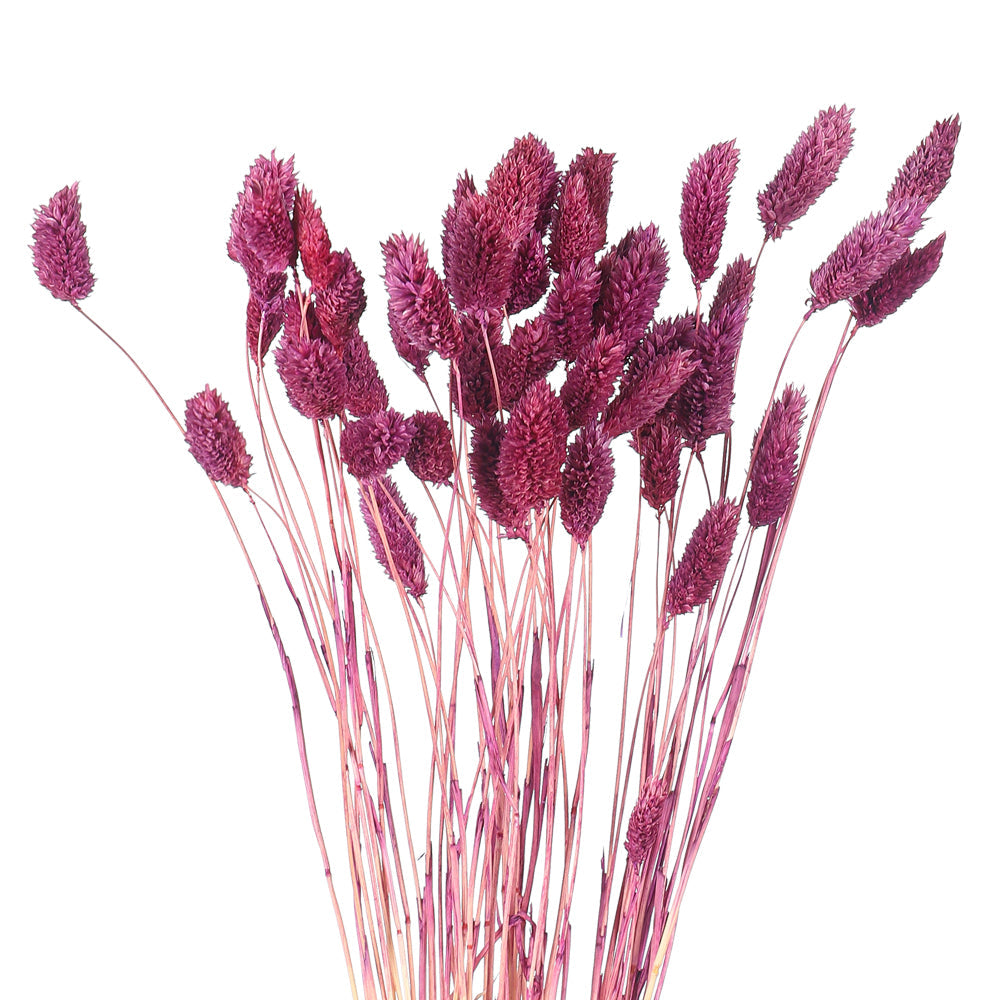 عشب الفالاريس المجفف (بدون مزهرية)