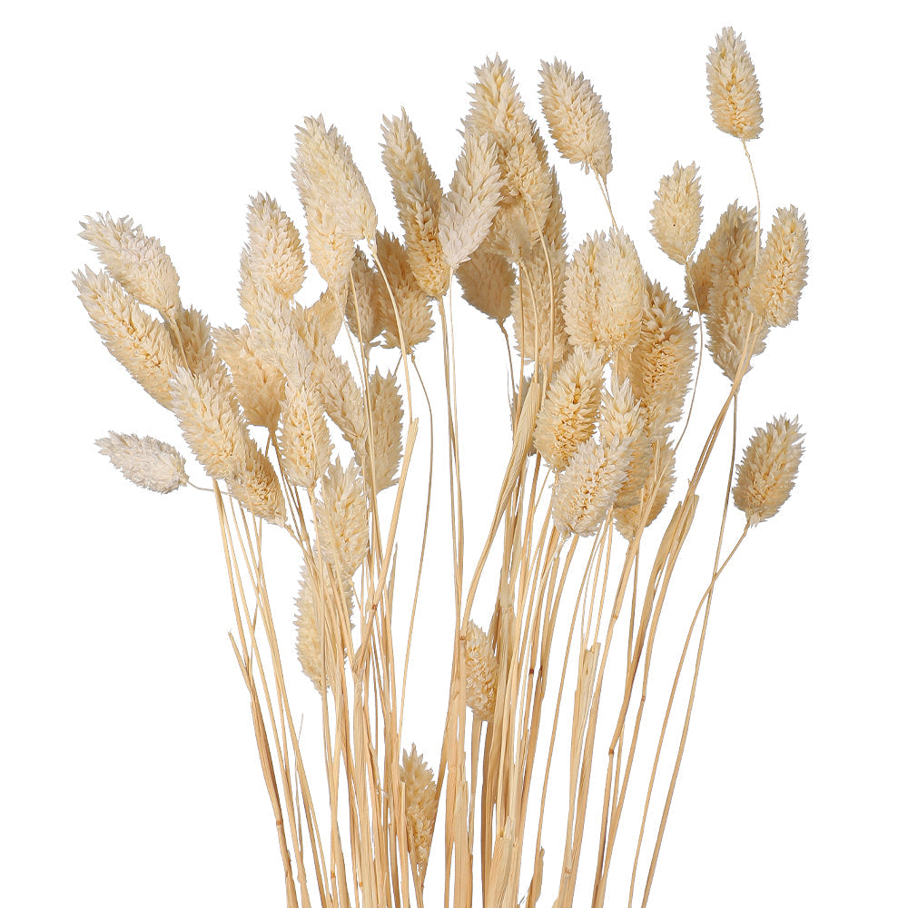 عشب الفالاريس المجفف (بدون مزهرية)