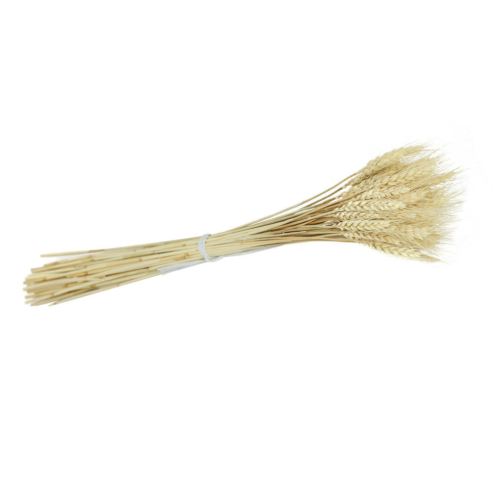 قمح طبيعي مجفف أبيض وبني (بدون تنسيق)