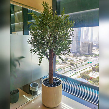 صناعة نبتة زيتون في أصيص خرساني