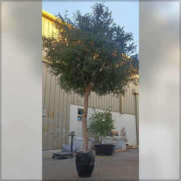 قطعتان صناعة شجرة الزيتون